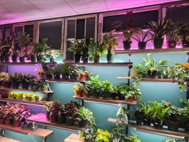 Indoor shelves filled with various potted plants under purple lighting.