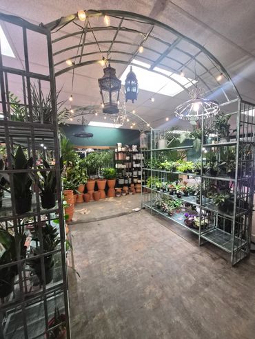 Cozy greenhouse aisle with hanging lights and lush potted plants.