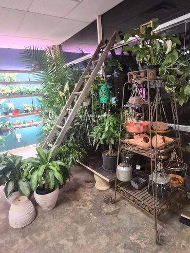 Indoor garden corner with potted plants, a ladder, and a metal plant stand.