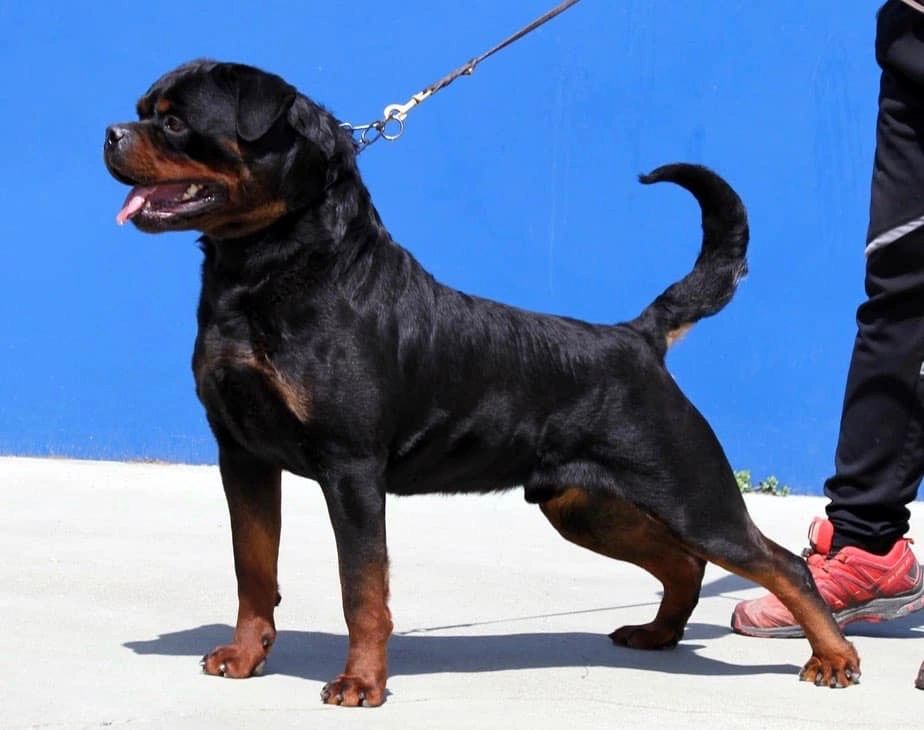 Exodus Rottweilers