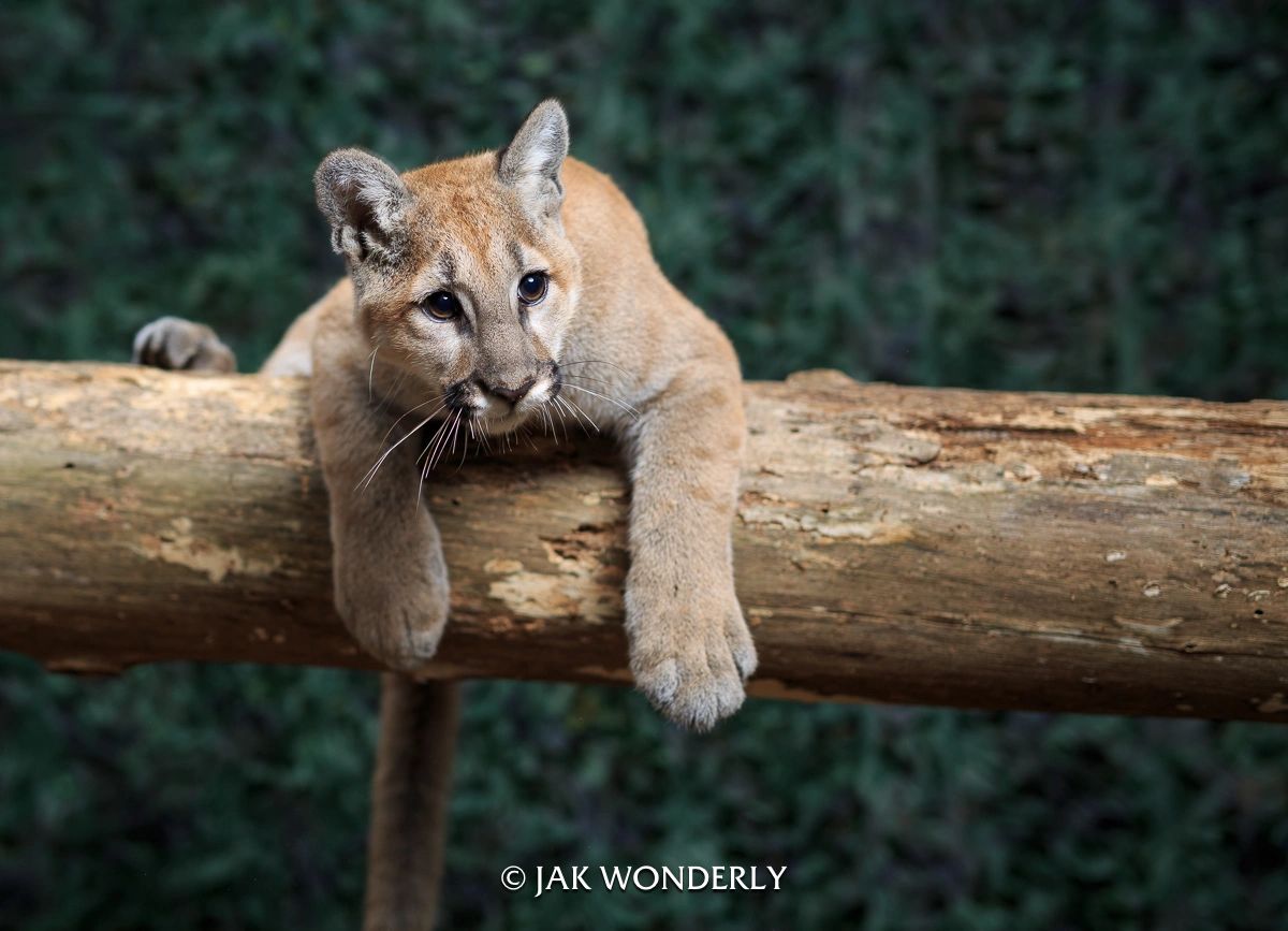 Young cougar relaxing on a tree branch.