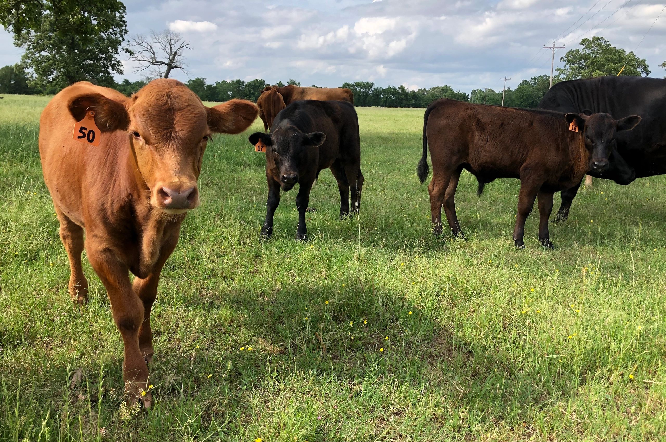 For Sale Red River Dexters