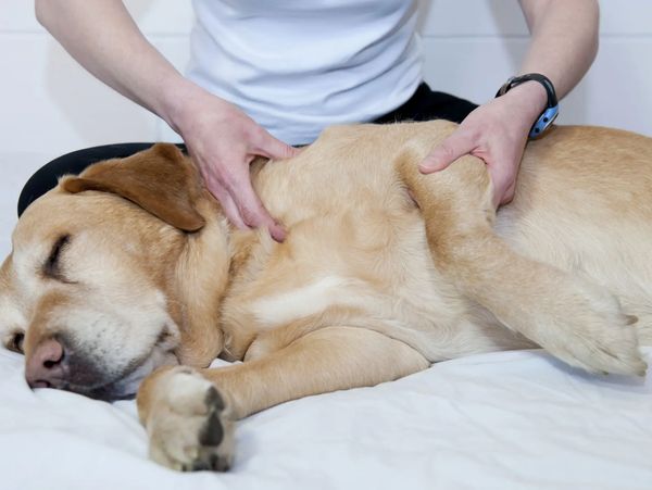 Canine Massage is great for your dog.
