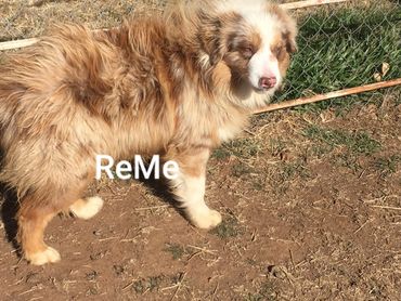 A dog named reme in brown color walking in a field