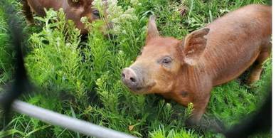 Our Soy & Corn Free Organic Fed Pork raised on our regenerative agriculture farm. 