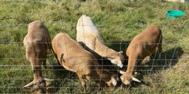 Grassfed Sheep grazing in our regenerative pastures.