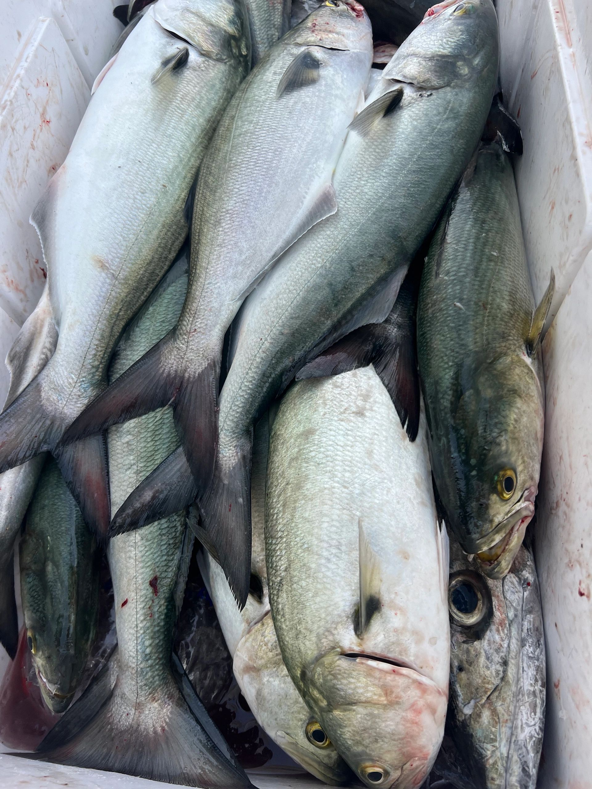 respectthebluefish.com