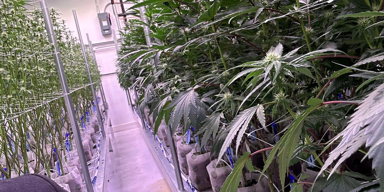 Recreational marijuana grow room.