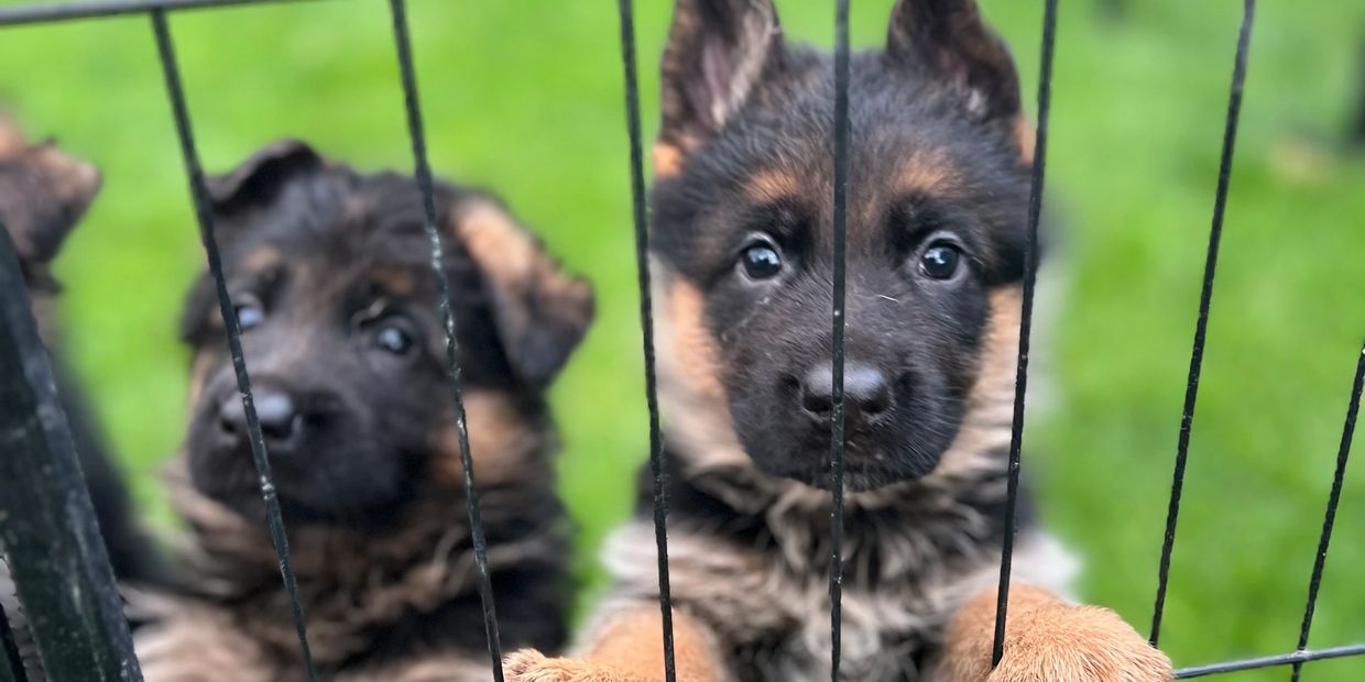 Two adorable German Shepherd puppies peeking through a metal fence.
