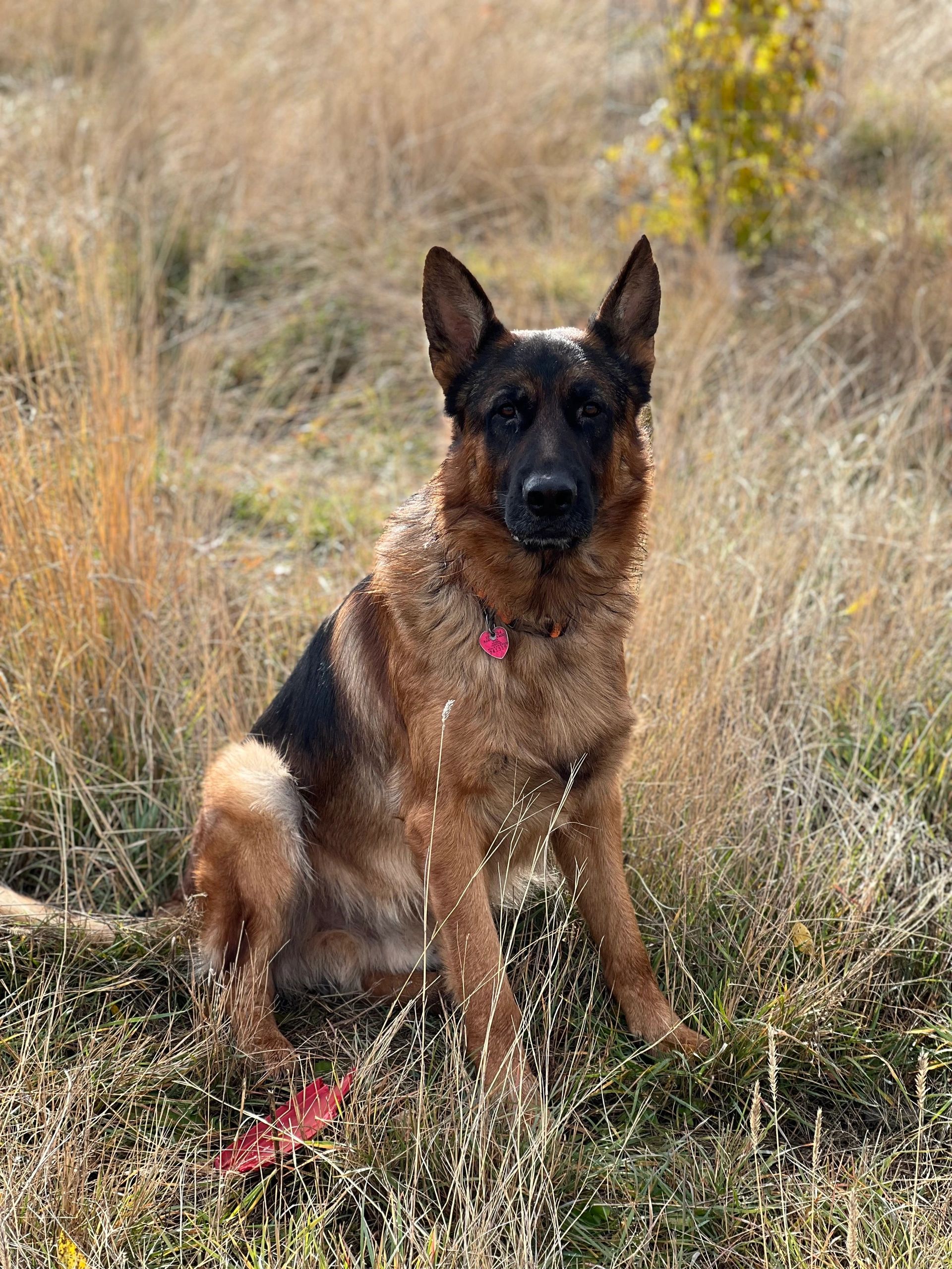 German Shepherd sitting attentively in dry grass under sunlight.