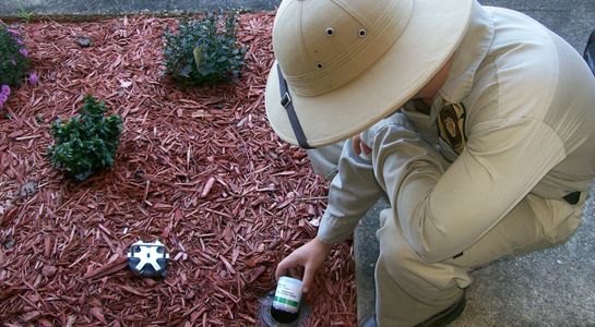 Termite Control, Inspections & Extermination | Pest Safari ...