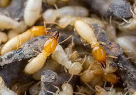Pest Safari Formosan termites Pensacola Florida