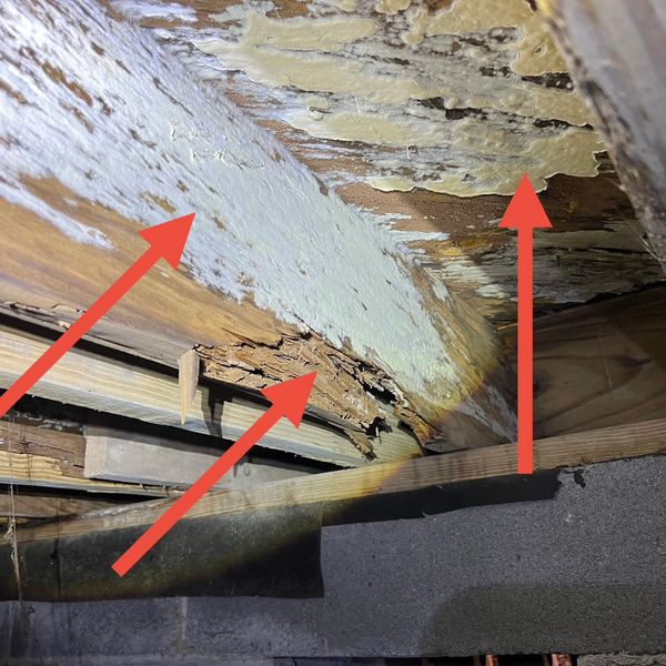Wood Decay Fungus Damage Pensacola, FL.