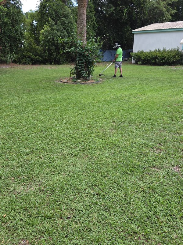 Person trimming grass around a palm tree.