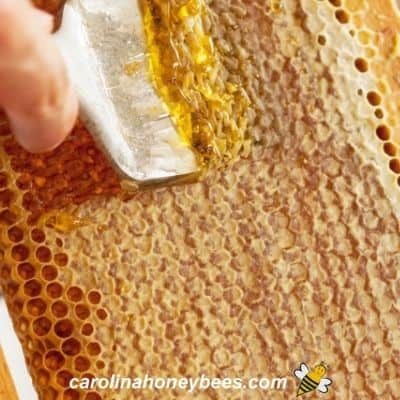 What is Honeycomb?- Carolina Honeybees