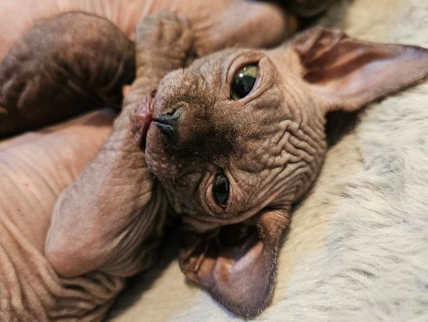 Close-up of a hairless Sphynx cat lying down.