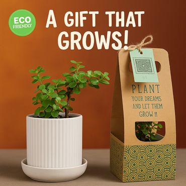 Happypot-Live Jade Plant , Jhansi