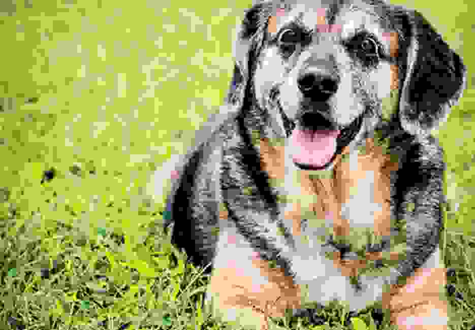 Taffy’s Touch Senior Dog Rescue