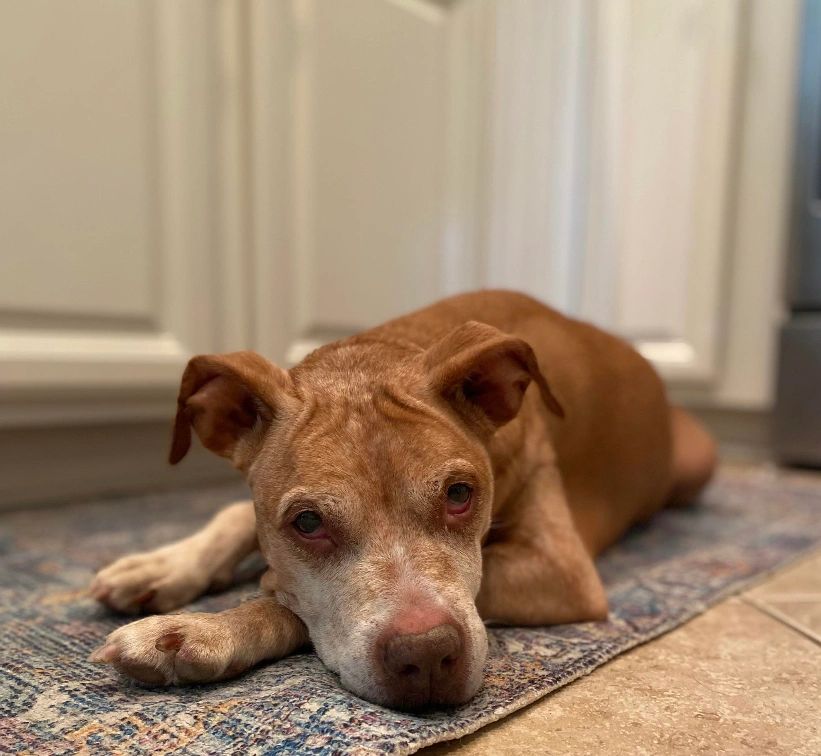 Taffy’s Touch Senior Dog Rescue