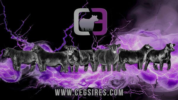 Group of black cattle with a purple lightning background and a logo above.