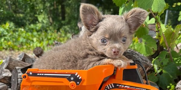 Small fluffy puppy sitting in an orange toy truck outside.