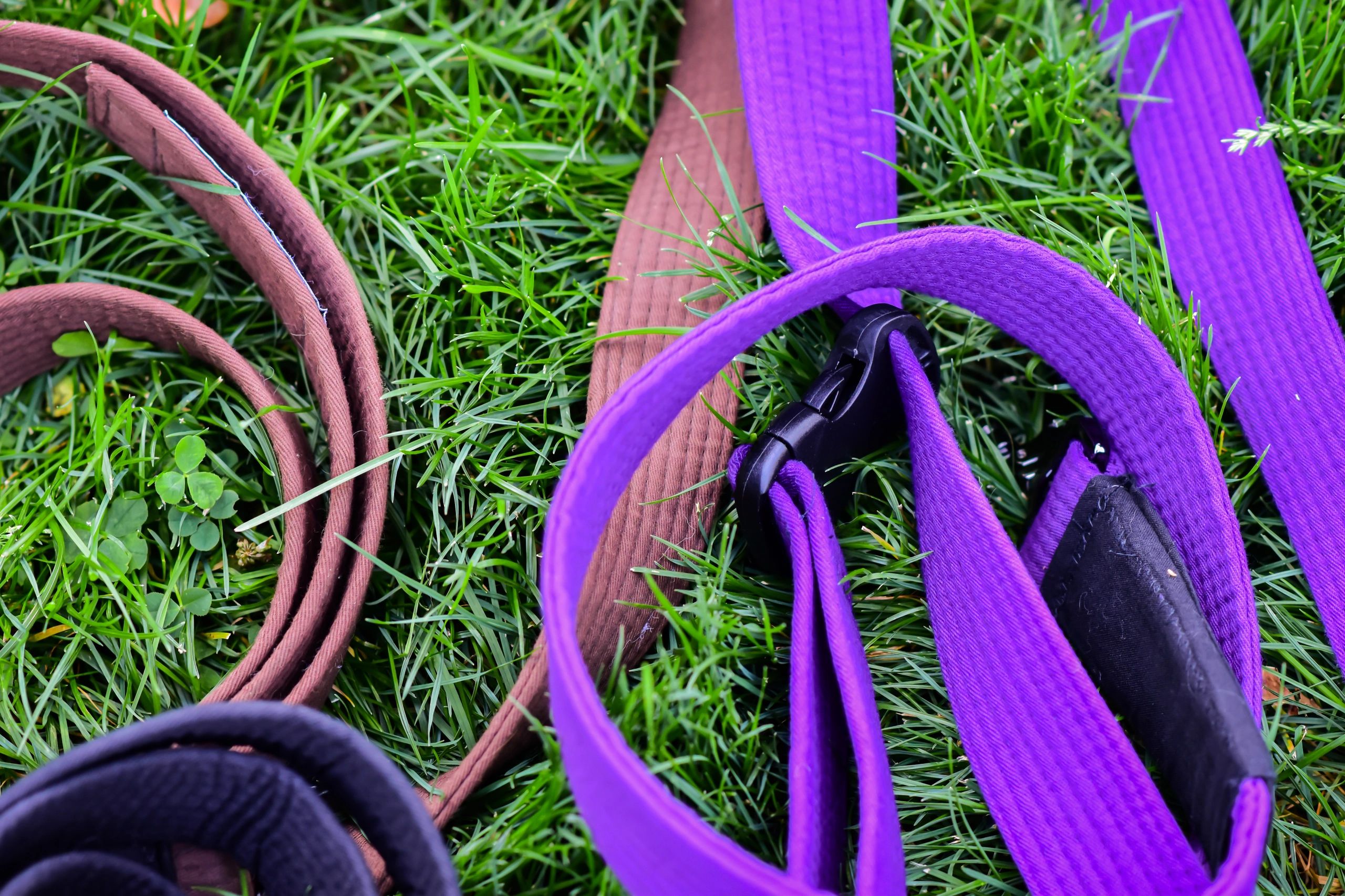 Shop the Best Dog Leashes at