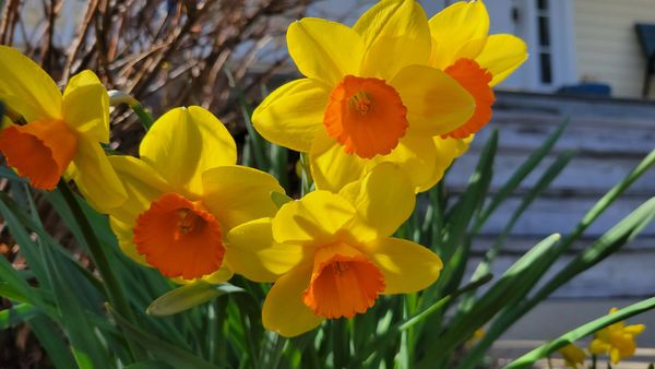 daffodils in spring