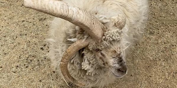 A ram with large curled horns.