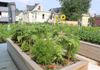 Leyland Street Community Garden, Boston