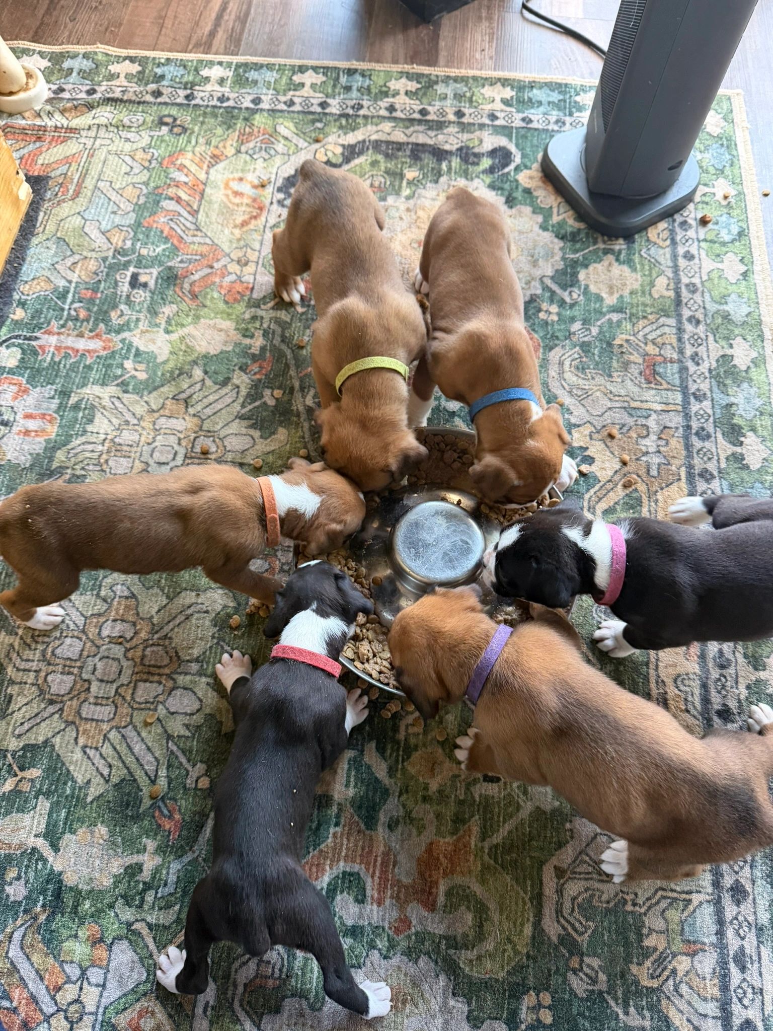 Healthy Boxer Puppies from Trusted Breeder