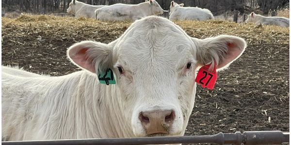 I sell all beef cattle to include: charolais, red angus, black angus, and all other classes.