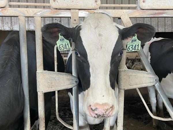 Dairy cattle: Holstein, jersey, or cross-bred cattle, I have connections to all classes