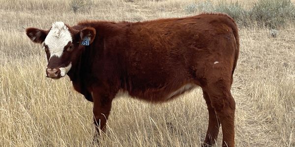 Dairy and beef Cattle