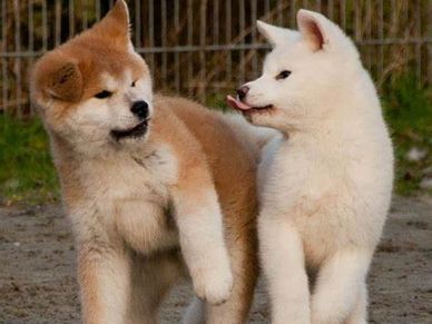 Shiba Inu Puppies