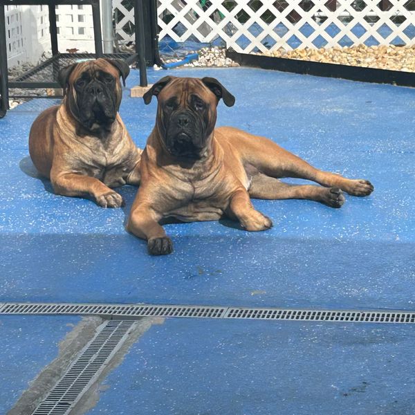 Bullmastiff Dam and Sir