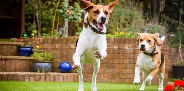 Two cute dogs running in the yard