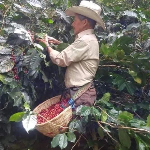 Farmer harvesting red coffee cherries from coffee plants.
