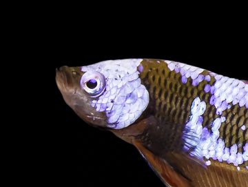 A Betta splendens with diamond eye.