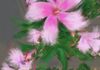 Flowers Digital 4 X 6 & Larger - Limited Prints $25 & up