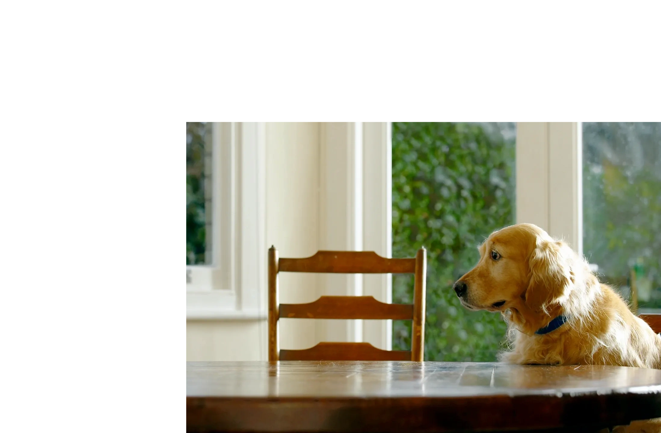 Cheshire PetPals Home Boarding