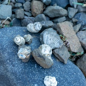 Fósiles en Sierra Baguales