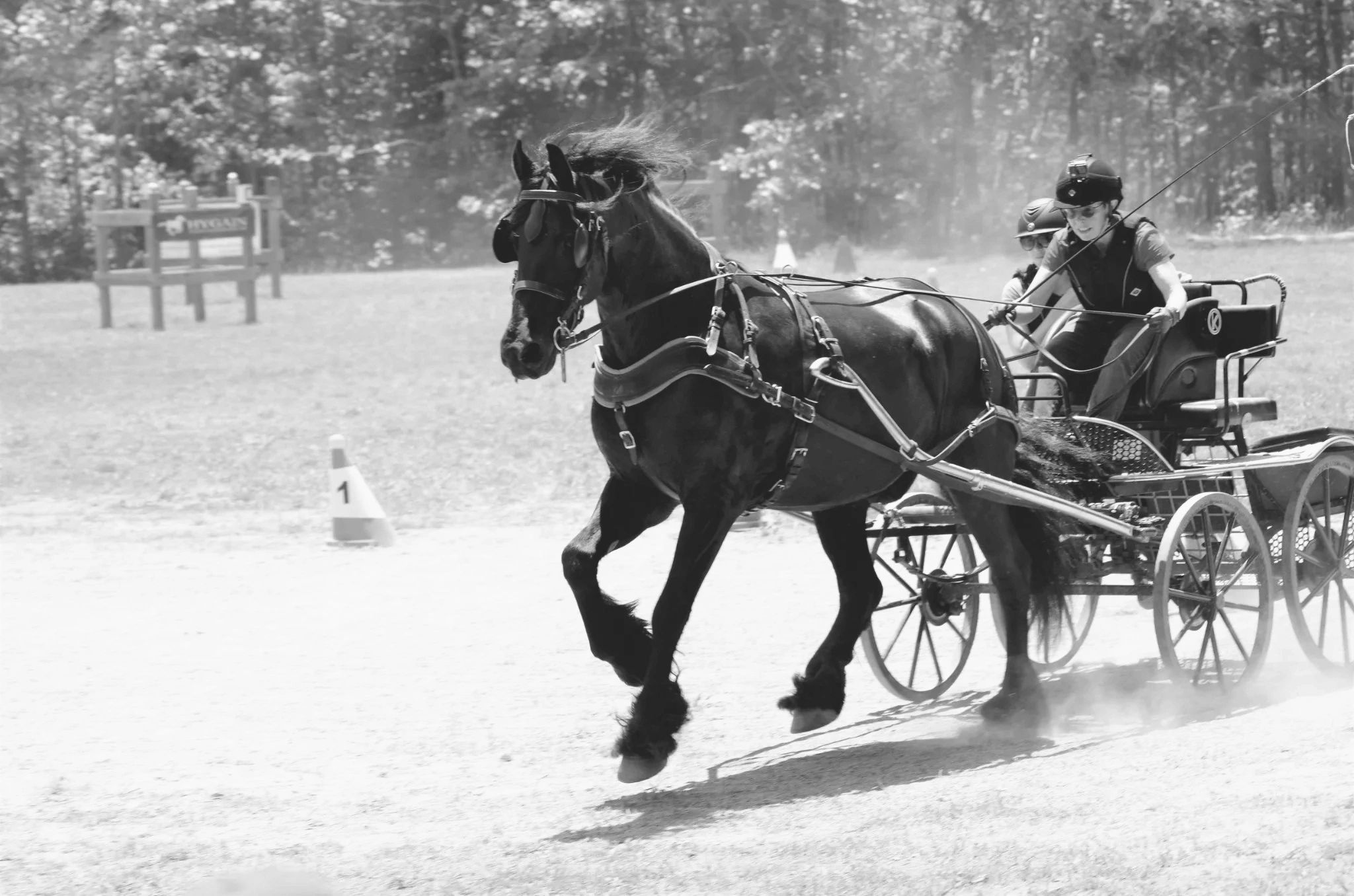 Virginia Carriage Driving Events