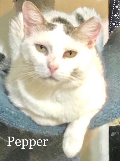 Famous Cats Of Ft Hamilton Hs