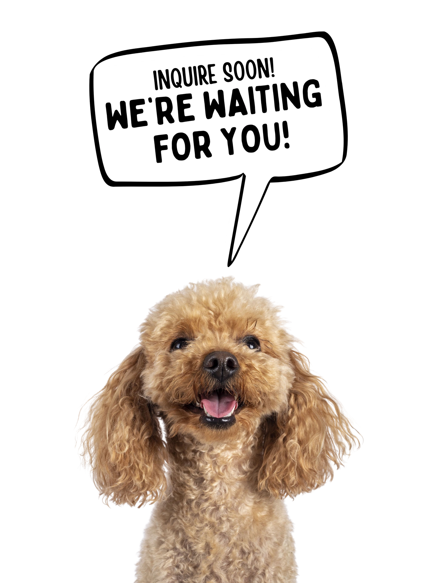 A happy mini poodle with a tongue hanging out and smiling.  A quote bubble above the dog's head says