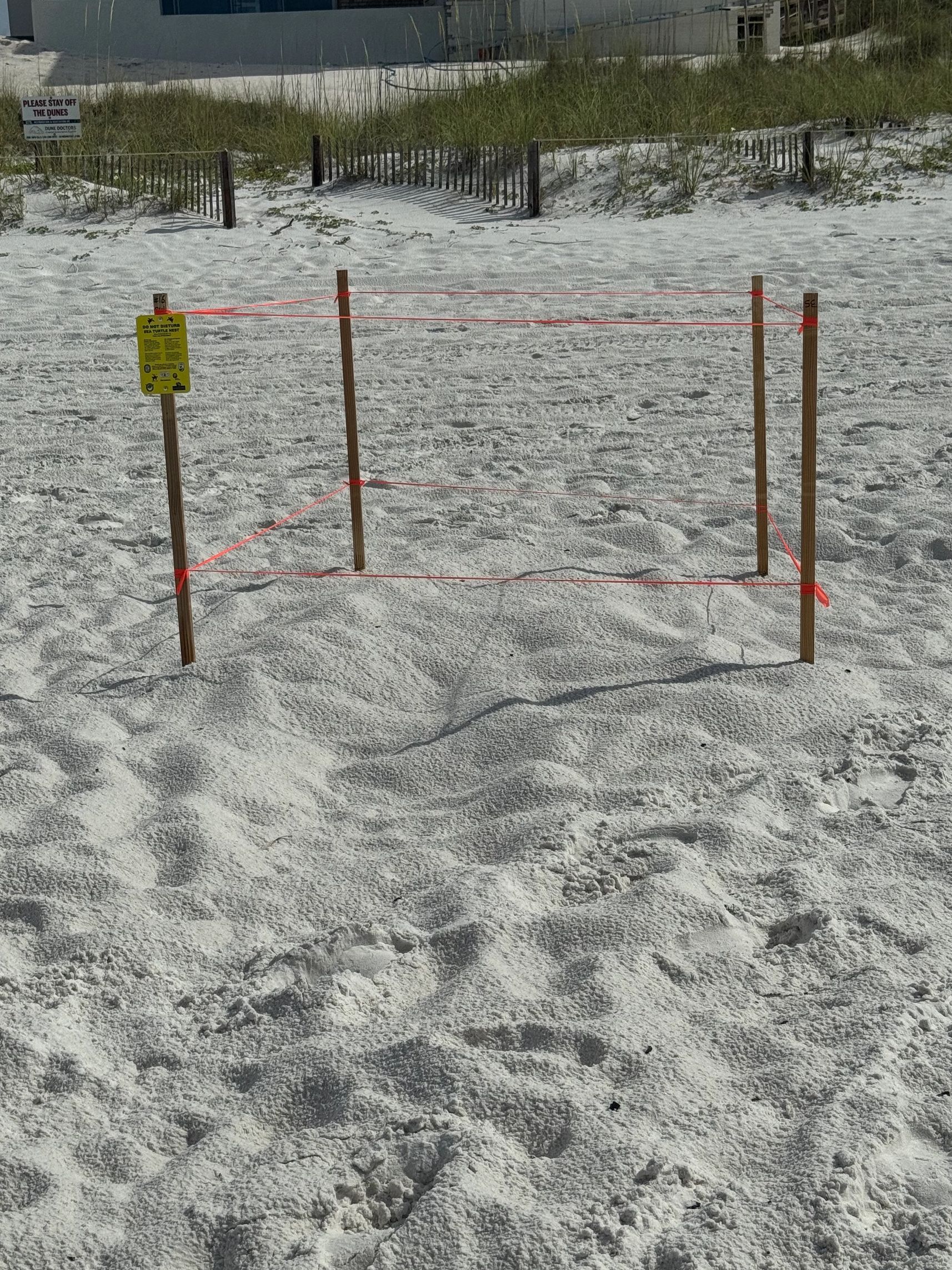 Sea turtle nest at dune Allen beach access on 30A 