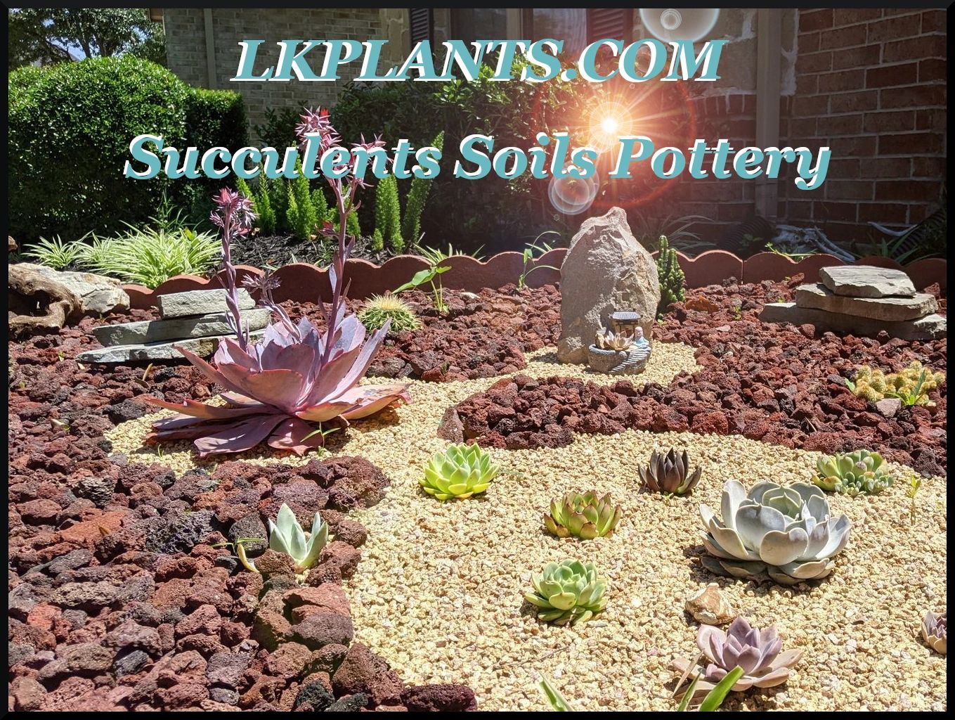LK Plants Plants, Plant Nursery, Plants, Succulents