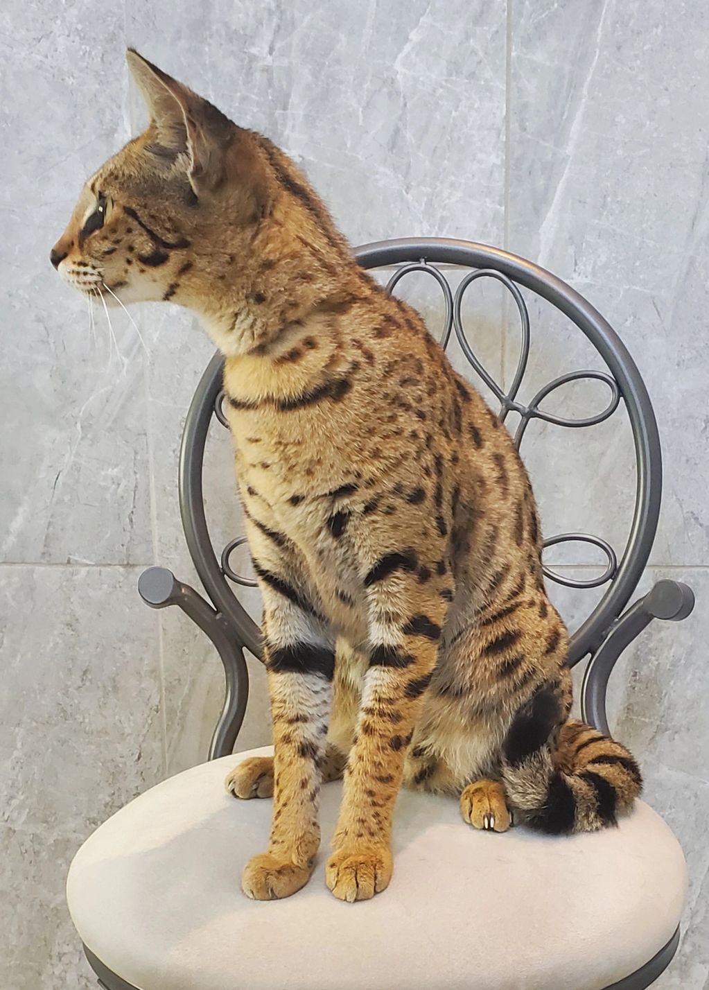 F1 savannah cat