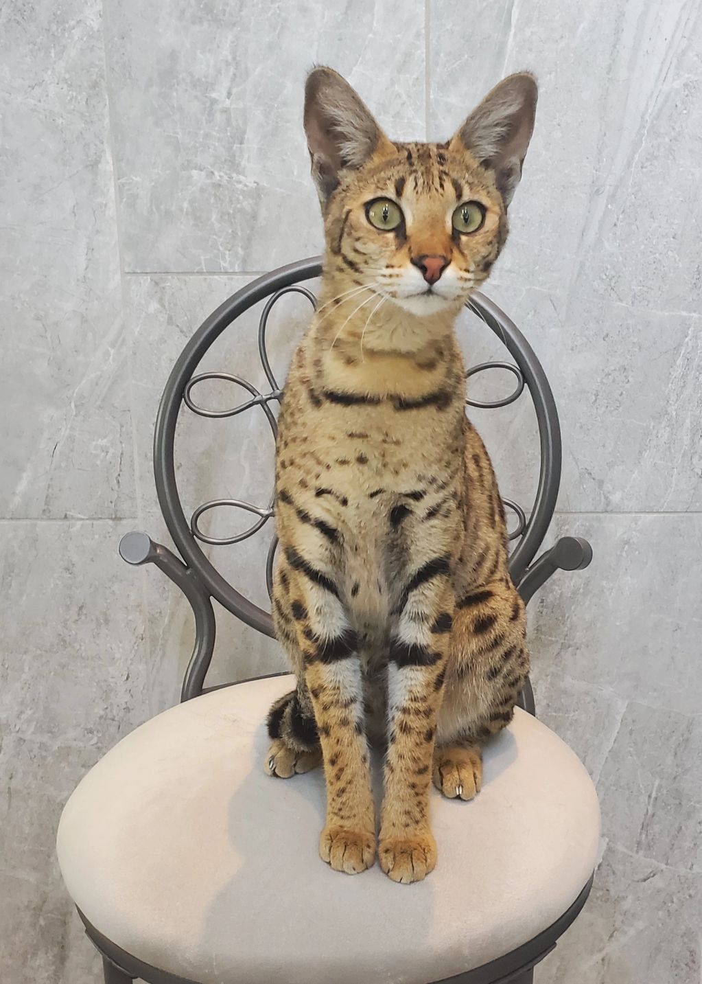 F1 savannah cat