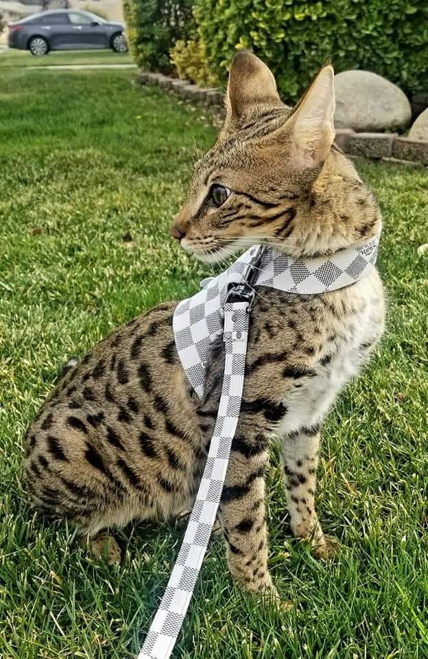 savannah cat cost usa