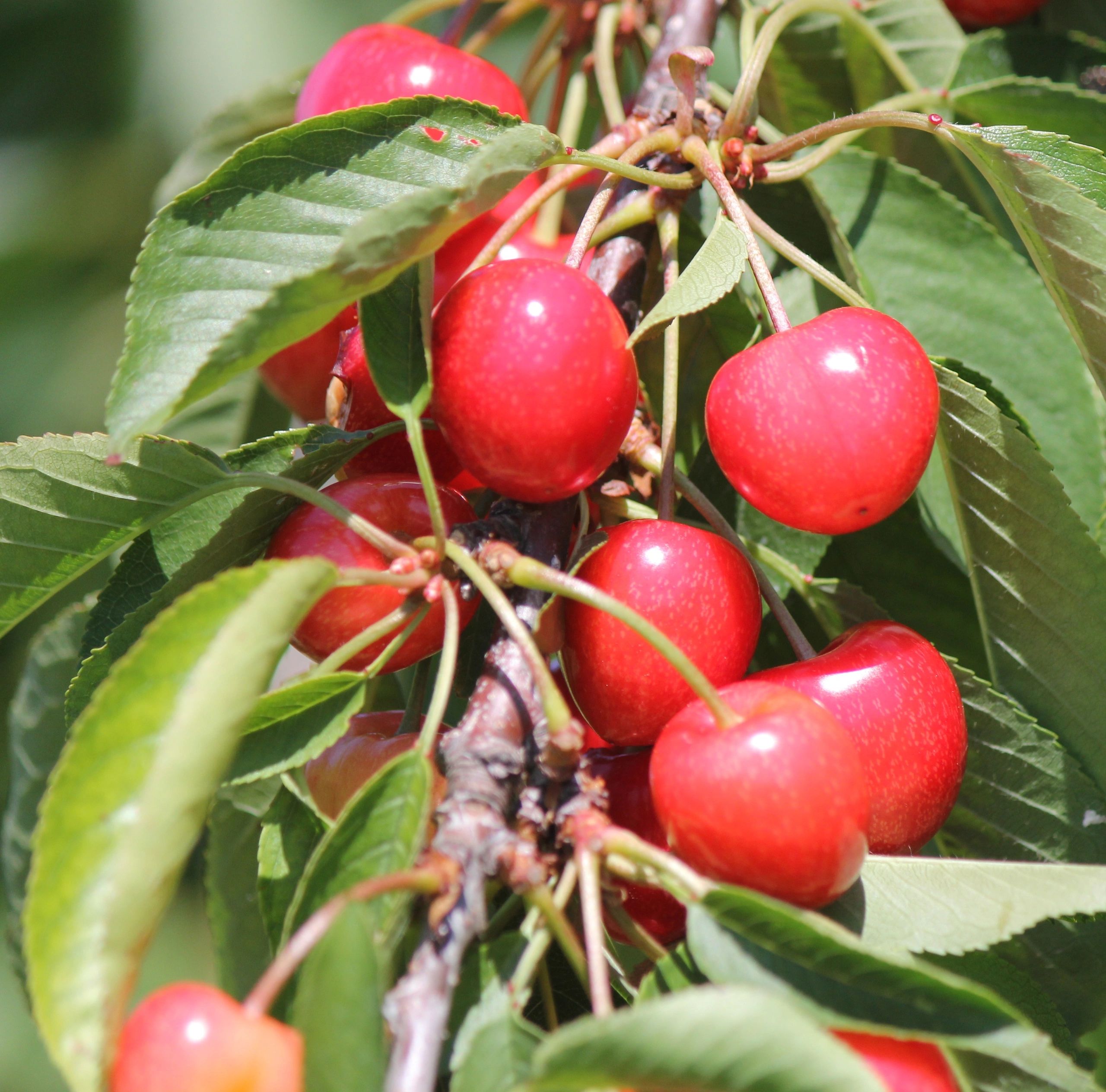 PYO Cherries